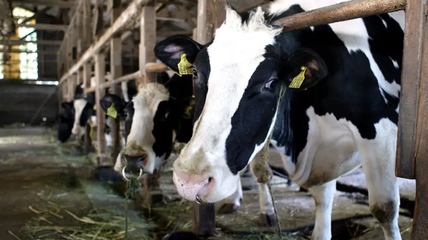 Il report di Greenpeace evidenzia una situazione critica in Veneto e in tutta l'area padana per le emissioni generate dagli allevamenti