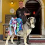 Il mastino spagnolo Hugo è il più bello al mondo