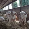 Alcuni vitelli nelle stalle dell’azienda agricola Guzzo di Candiana