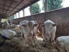 Alcuni vitelli nelle stalle dell’azienda agricola Guzzo di Candiana