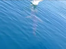 Lo squalo mentre si avvicina al gabbiano: in un video l'attacco