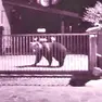 L’orso ripreso dalle telecamere nell’abitato di Priuso, frazione di Socchieve