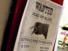 I manifesti satirici apparsi anni fa in centro a Pordenone per un caso analogo