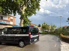 Il crollo del platano