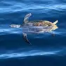 Tartaruga Caretta in Adriatico, via al progetto di gestione