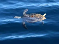Tartaruga Caretta in Adriatico, via al progetto di gestione