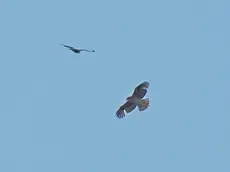 L'aquila di Bonelli, rarissimo rapace avvistato nel padovano