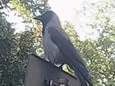 Ecco la cornacchia di via Damiani ripresa dal video di Guido Iemmi