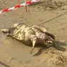 Tartaruga Caretta caretta trovata morta in spiaggia a Jesolo
