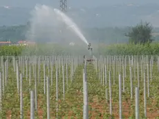 Irrigazione nella Bassa Padovana