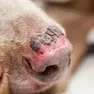 Il naso di un cane scottato dal sole