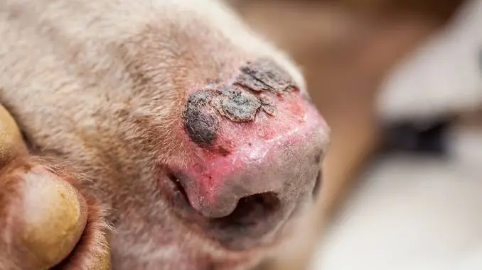 Il naso di un cane scottato dal sole