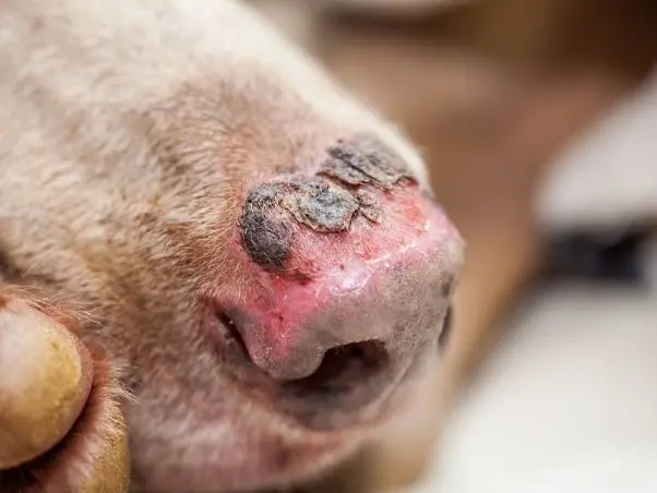 Il naso di un cane scottato dal sole