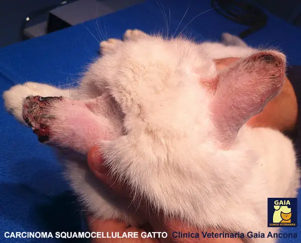 Un carcinoma del gatto