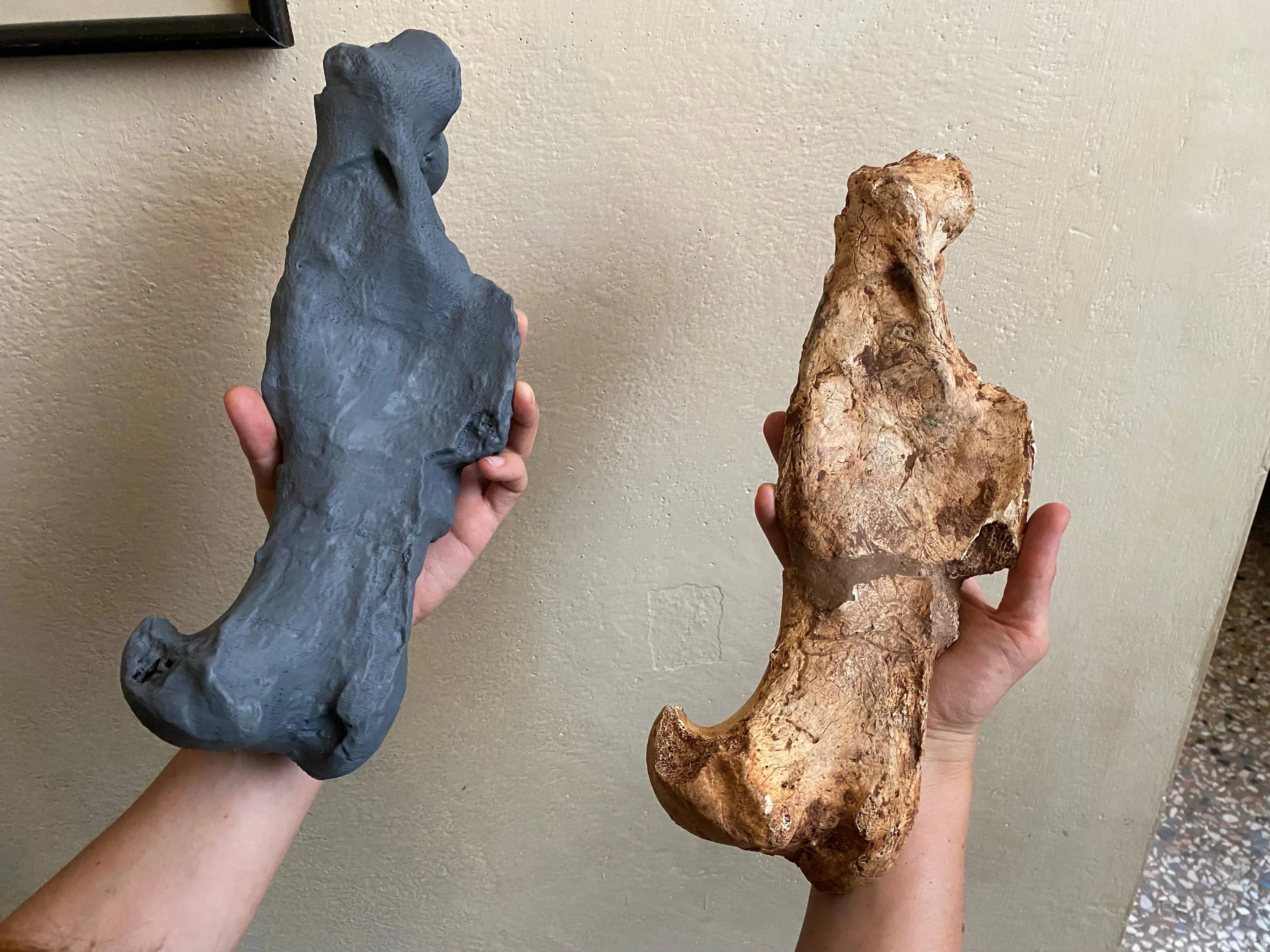 Confronto tra l’omero fratturato (a destra) e la stampa 3D creata per la mostra