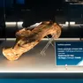 L'omero conservato nella collezione di Geologia “Museo Giovanni Capellini” dell’Università di Bologna