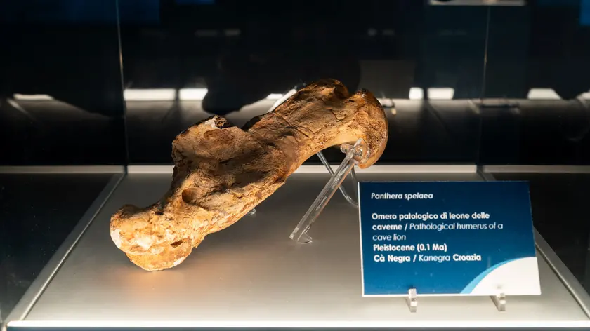 L'omero conservato nella collezione di Geologia “Museo Giovanni Capellini” dell’Università di Bologna