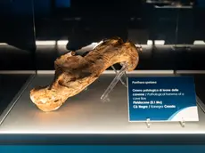 L'omero conservato nella collezione di Geologia “Museo Giovanni Capellini” dell’Università di Bologna