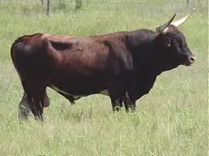 Un toro in una foto d'archivio