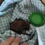 Un pipistrello appena salvato