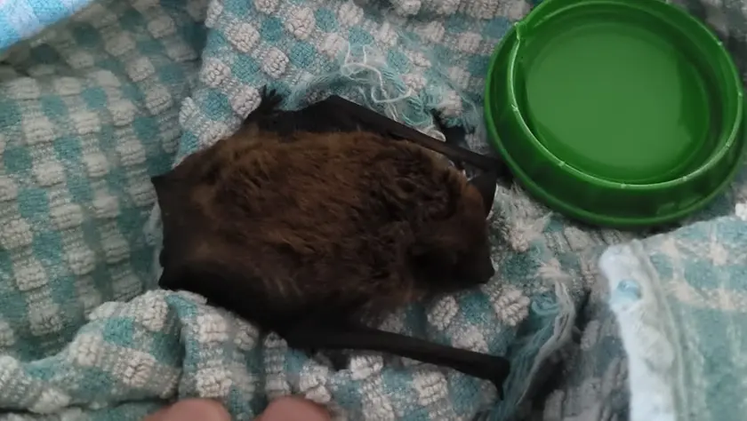 Un pipistrello appena salvato