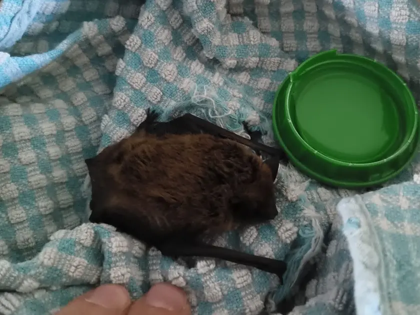 Un pipistrello appena salvato