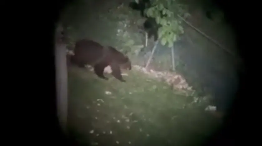 Orso M123 tra Veneto e Trentino