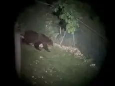 Orso M123 tra Veneto e Trentino