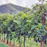 Vendemmia a rischio anticipo in Veneto per il gran caldo