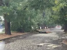 Altro albero caduto nel Montagnanese (foto Luca Tecchiato)
