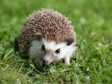 Il riccio europeo è una specie protetta dalla legge
