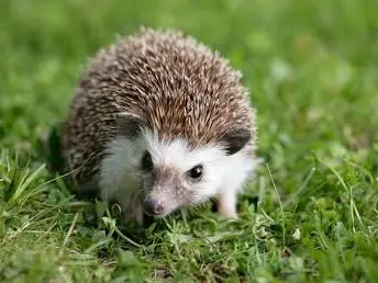 Il riccio europeo è una specie protetta dalla legge