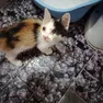 Le associazioni denunciano il problema dell'abbandono dei gatti