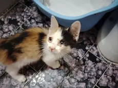 Le associazioni denunciano il problema dell'abbandono dei gatti