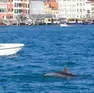 Il delfino Mimmo