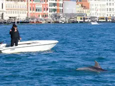 Il delfino Mimmo
