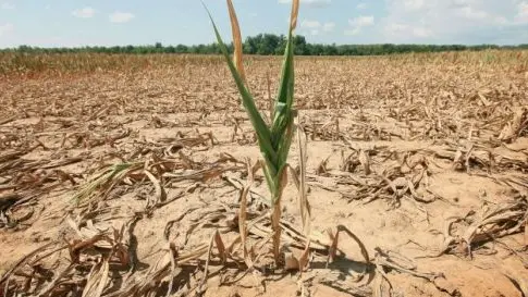 Piante di mais bruciate dal cuneo salino che dal mare risale il fiume