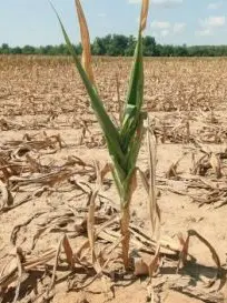 Piante di mais bruciate dal cuneo salino che dal mare risale il fiume