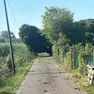 Un albero caduto a causa del maltempo a Boara Pisani