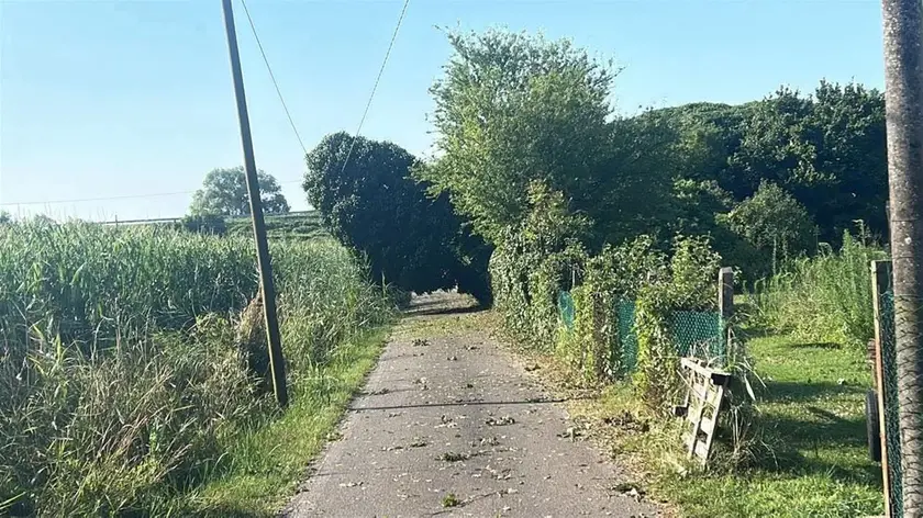 Un albero caduto a causa del maltempo a Boara Pisani