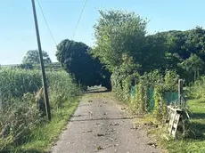 Un albero caduto a causa del maltempo a Boara Pisani