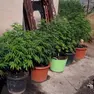 Piante di Marijuana sequestrate (Archivio)
