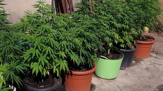 Piante di Marijuana sequestrate (Archivio)