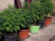 Piante di Marijuana sequestrate (Archivio)