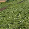 Il campo di angurie completamente distrutte