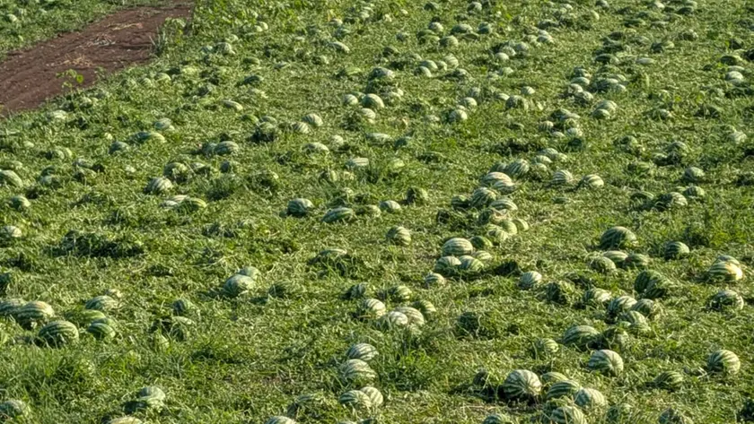 Il campo di angurie completamente distrutte