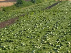 Il campo di angurie completamente distrutte