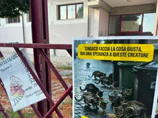 I volatini di sollecito