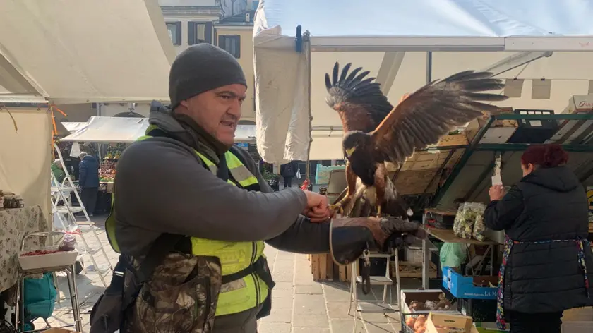 Il falconiere Enrico Volpin