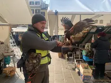 Il falconiere Enrico Volpin